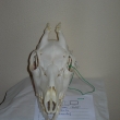 Srnec I.v�k.t�. 1 rok  Jan �lampa