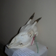 Srnec I. vk.t. 1 rok  Jan lampa