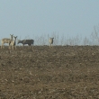 s��t�n� 5.3.2011